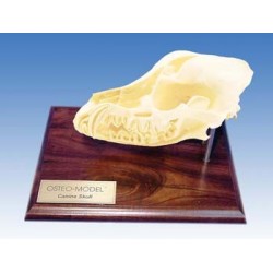 Osteo-Model - canine skull