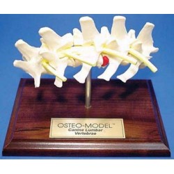 Osteo-Model - canine lumbar vertebrae