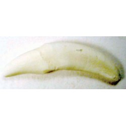 Tooth, White, replaceable (C1) (16-25)