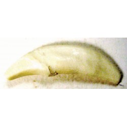 Tooth, White, replaceable (1C) (26-50)