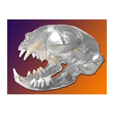 Visi-Model Cat Skull