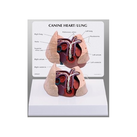 Canine Heart/Lung Model