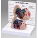 Feline Heart/Lung Model