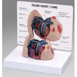 Feline Heart/Lung Model