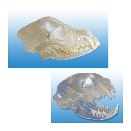 Visi-model Dog and Cat skull set