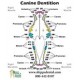 Canine Dentition Chart