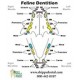 Feline Dentition Chart