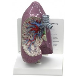 Lung Model
