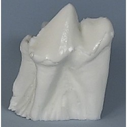 Veterinary Endodontic Practice Model