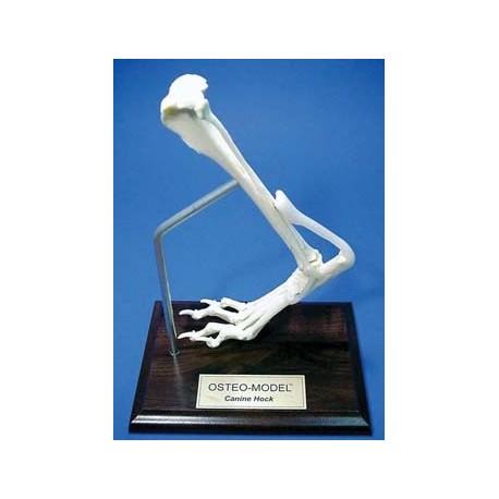 Osteo-Model canine hock