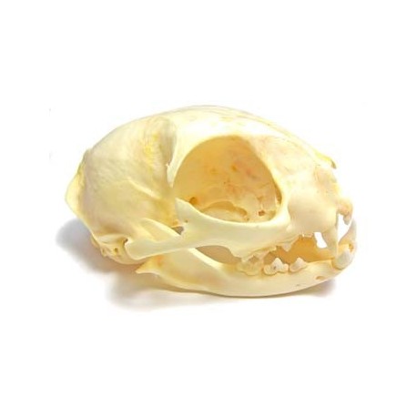 Cat skull (Natural bone)