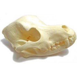 Dog skull (Natural bone)