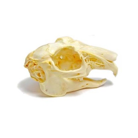 Rabbit skull (Natural bone)