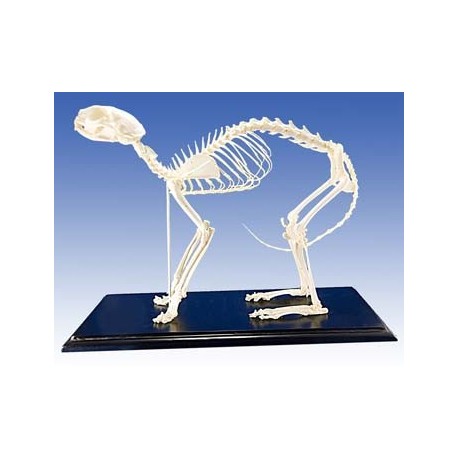 Cat Skeleton (Plastic)