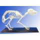 Dog Skeleton (Plastic)