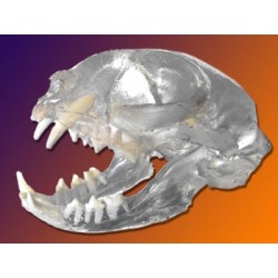 Visi-Model Cat Skull