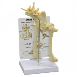 Osteo-Model - canine hip