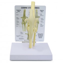 Osteo-Model - canine knee (stifle)