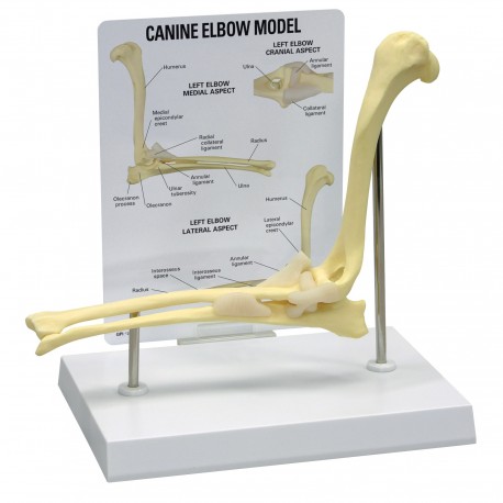 Osteo-Model - canine elbow