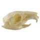 Guinea pig skull (natural bone)