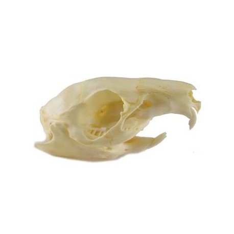 Guinea pig skull (natural bone)
